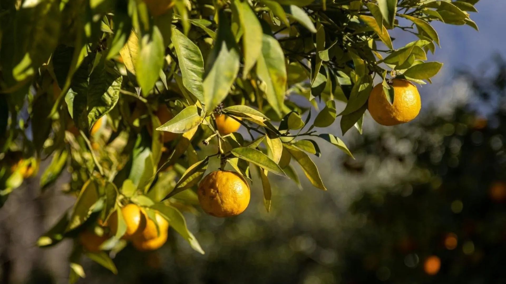 Antike Limonaia - Topaia Apartment Gargnano